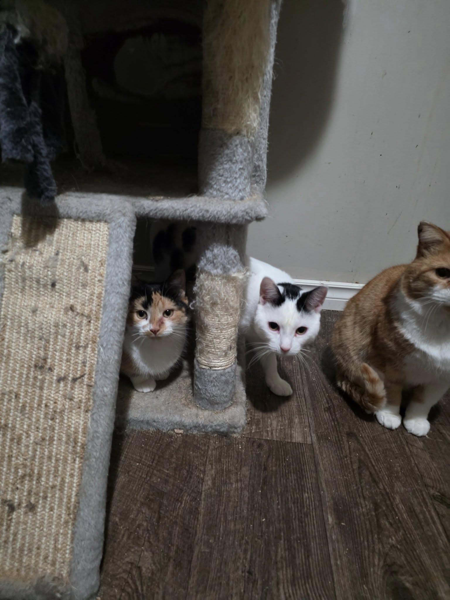 Enlarge Patches, a Adoptable Domestic Short Hair in Spencerville, ON image 6/6