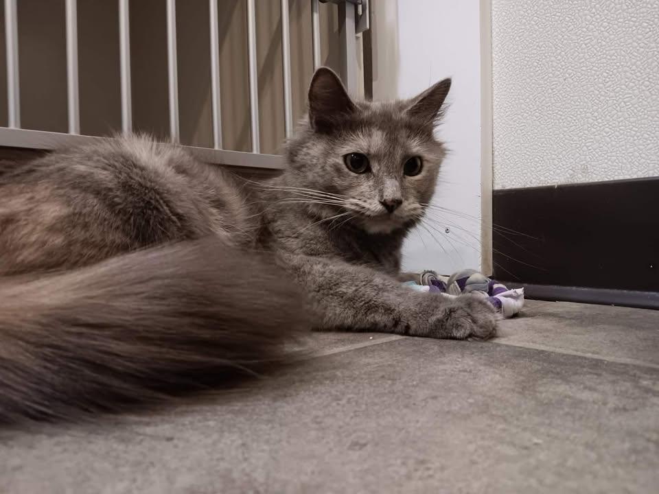 Enlarge Honeysuckle, an adopted Domestic Medium Hair in Winthrop, ME image 1/1