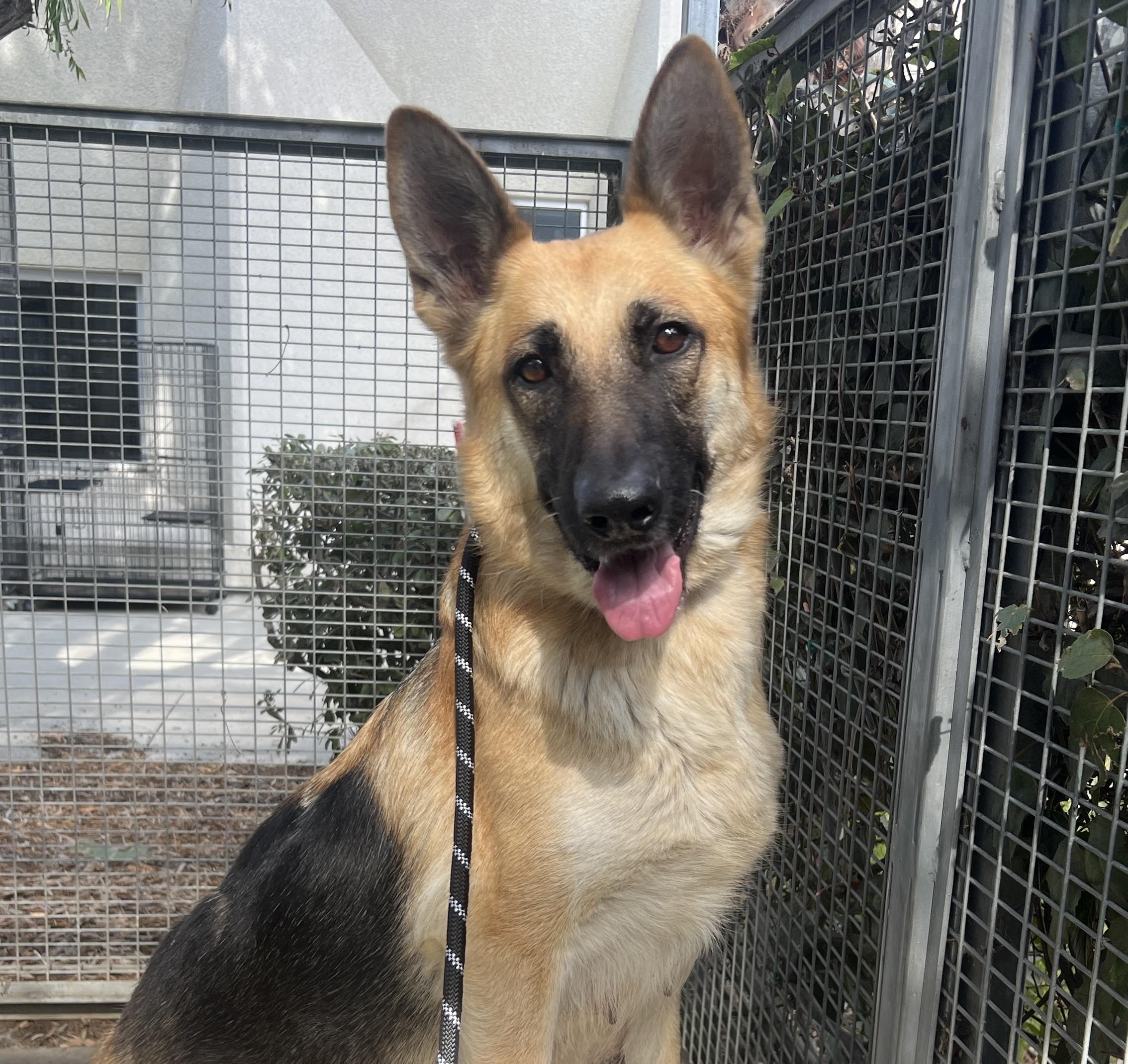 Enlarge Amanda, a Adoptable German Shepherd Dog in Beverly Hills, CA image 2/2