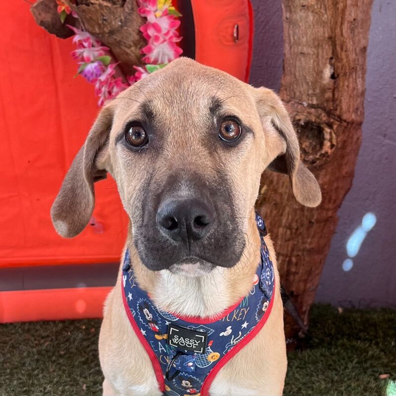 Dog for adoption Dr. Manhattan, a Labrador Retriever & Hound Mix in