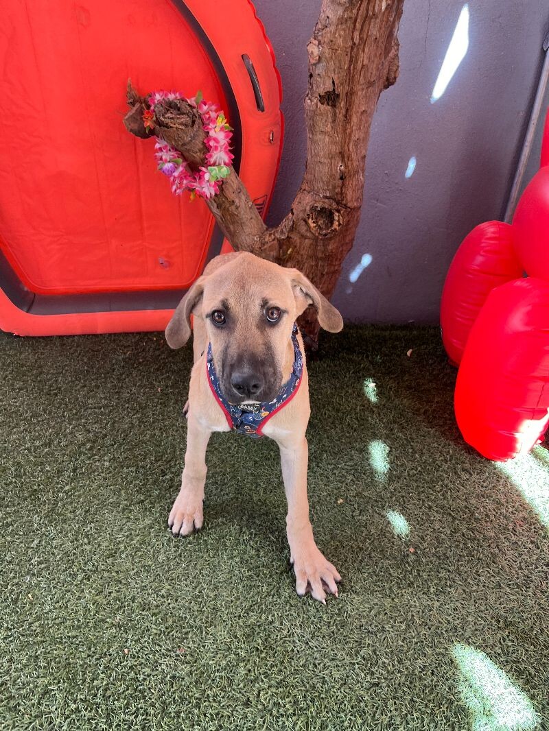 Dog for adoption Dr. Manhattan, a Labrador Retriever & Hound Mix in