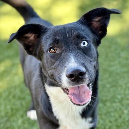 Voldemort, Adoptable, Young Male Border Collie & Labrador Retriever.