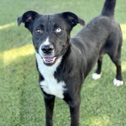 Voldemort, a Adoptable mixed breed in Red Bluff, CA image 2/3