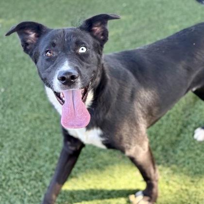 Voldemort, a Adoptable mixed breed in Red Bluff, CA image 3/3