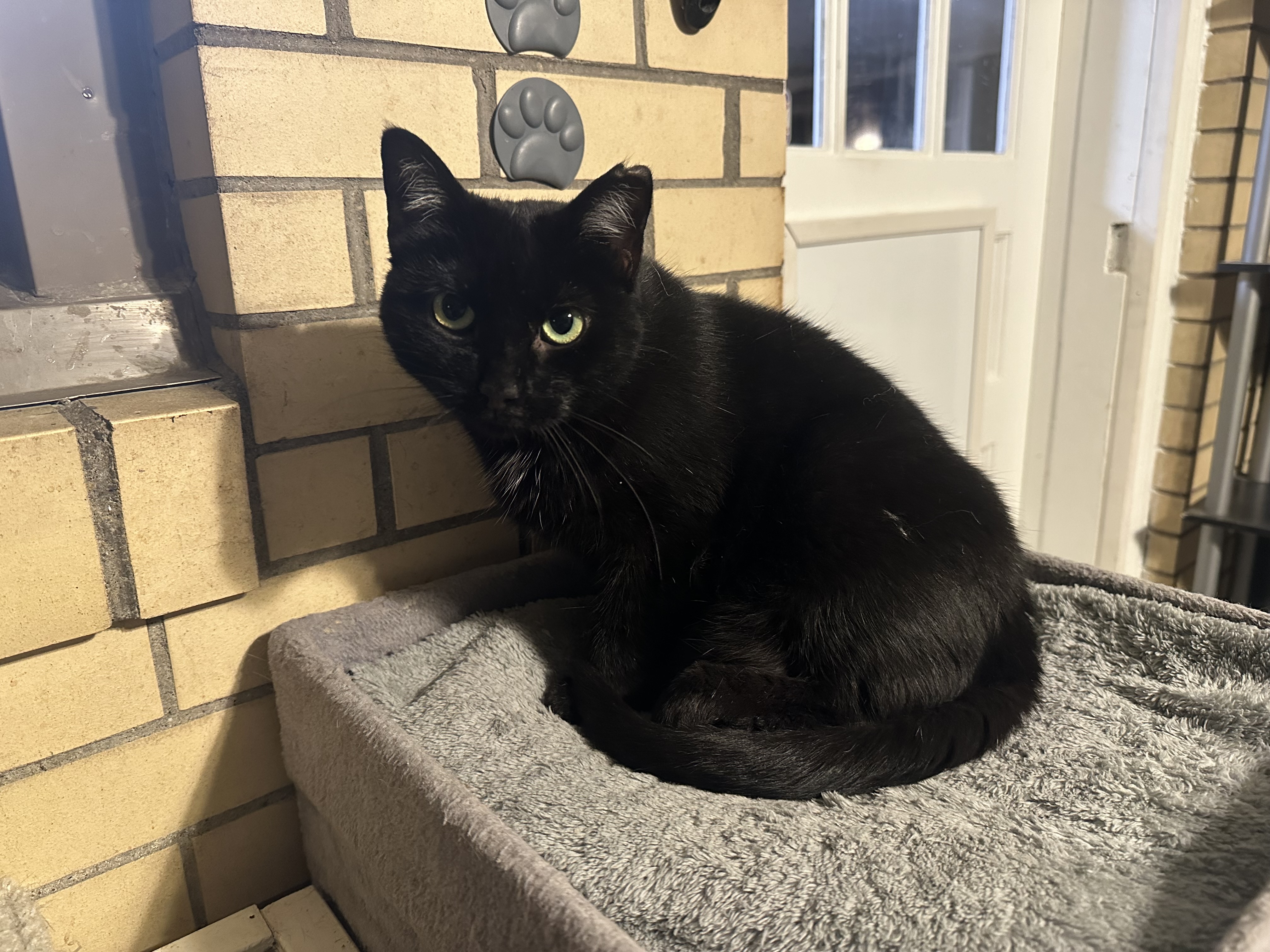 Enlarge Dusk, a Adoptable Domestic Short Hair in West newton, PA image 1/2