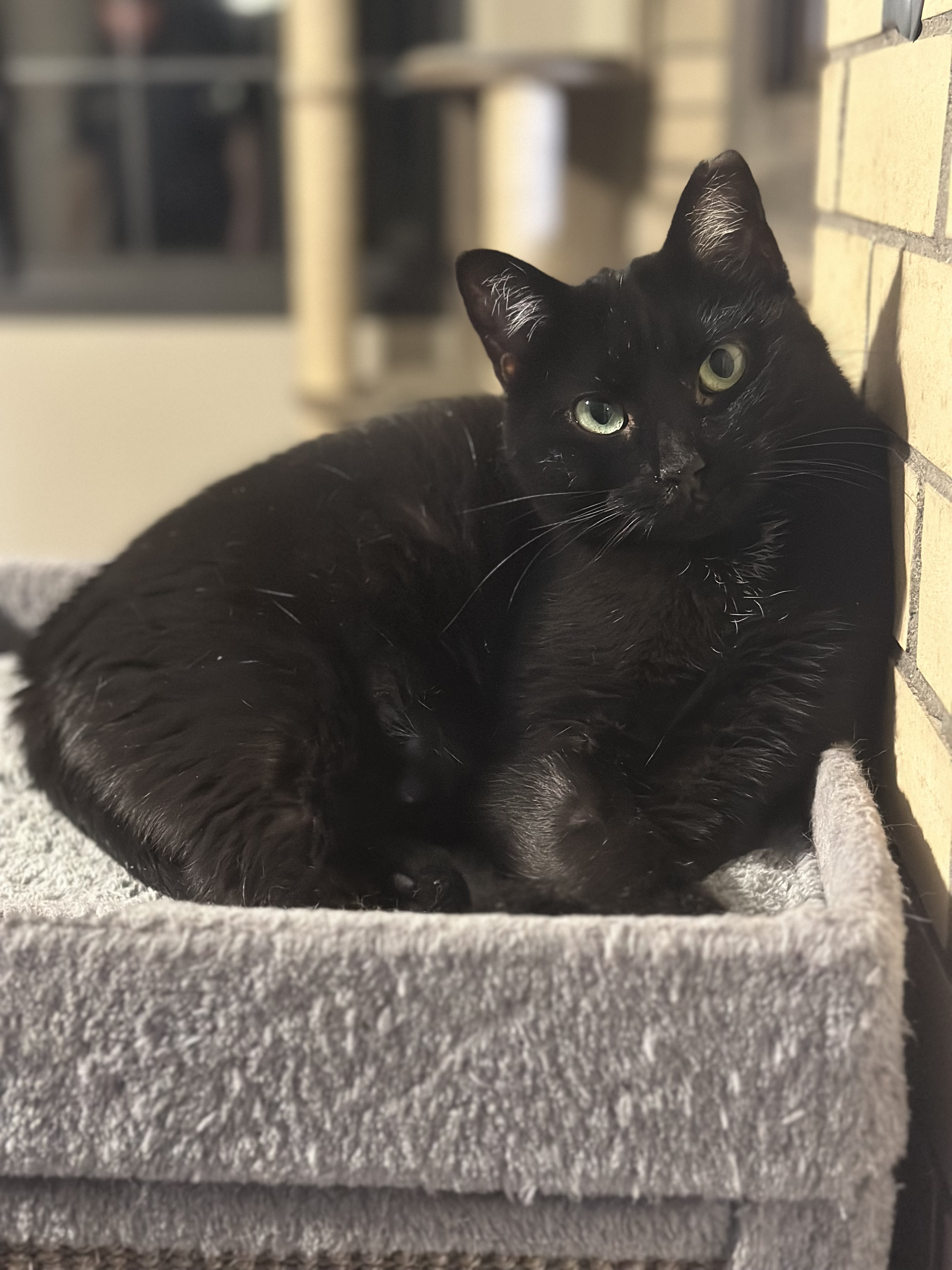 Enlarge Dusk, a Adoptable Domestic Short Hair in West newton, PA image 2/2