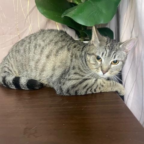Enlarge Moshi, a Adoptable Domestic Short Hair in Albany, NY image 2/4