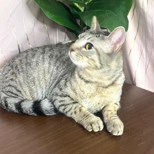 Enlarge Moshi, a Adoptable Domestic Short Hair in Albany, NY image 3/4