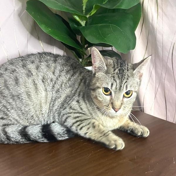 Moshi, Adoptable, Young Female Domestic Short Hair.