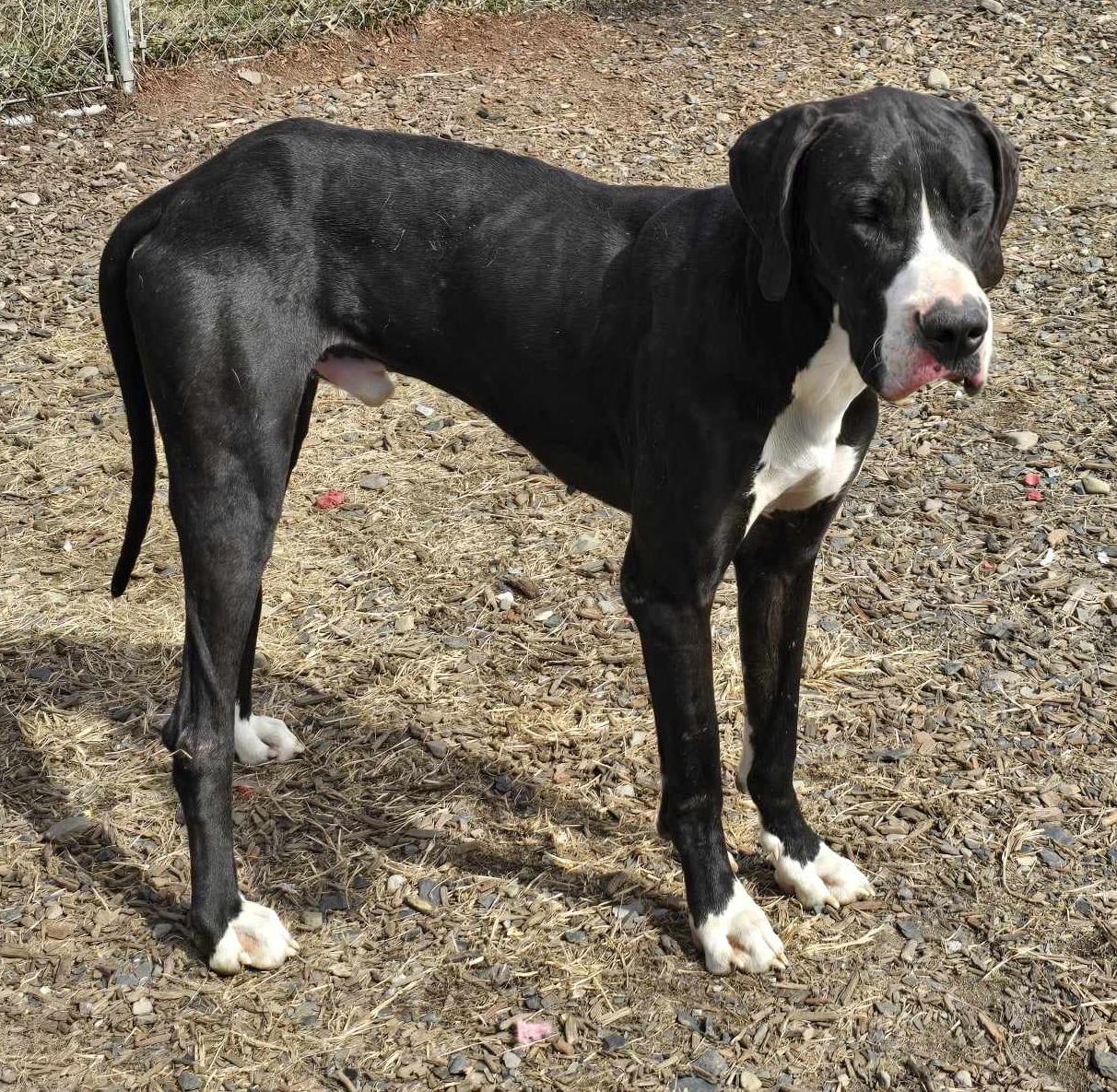 Enlarge Quinn, a Adoptable mixed breed in New Windsor, NY image 1/5