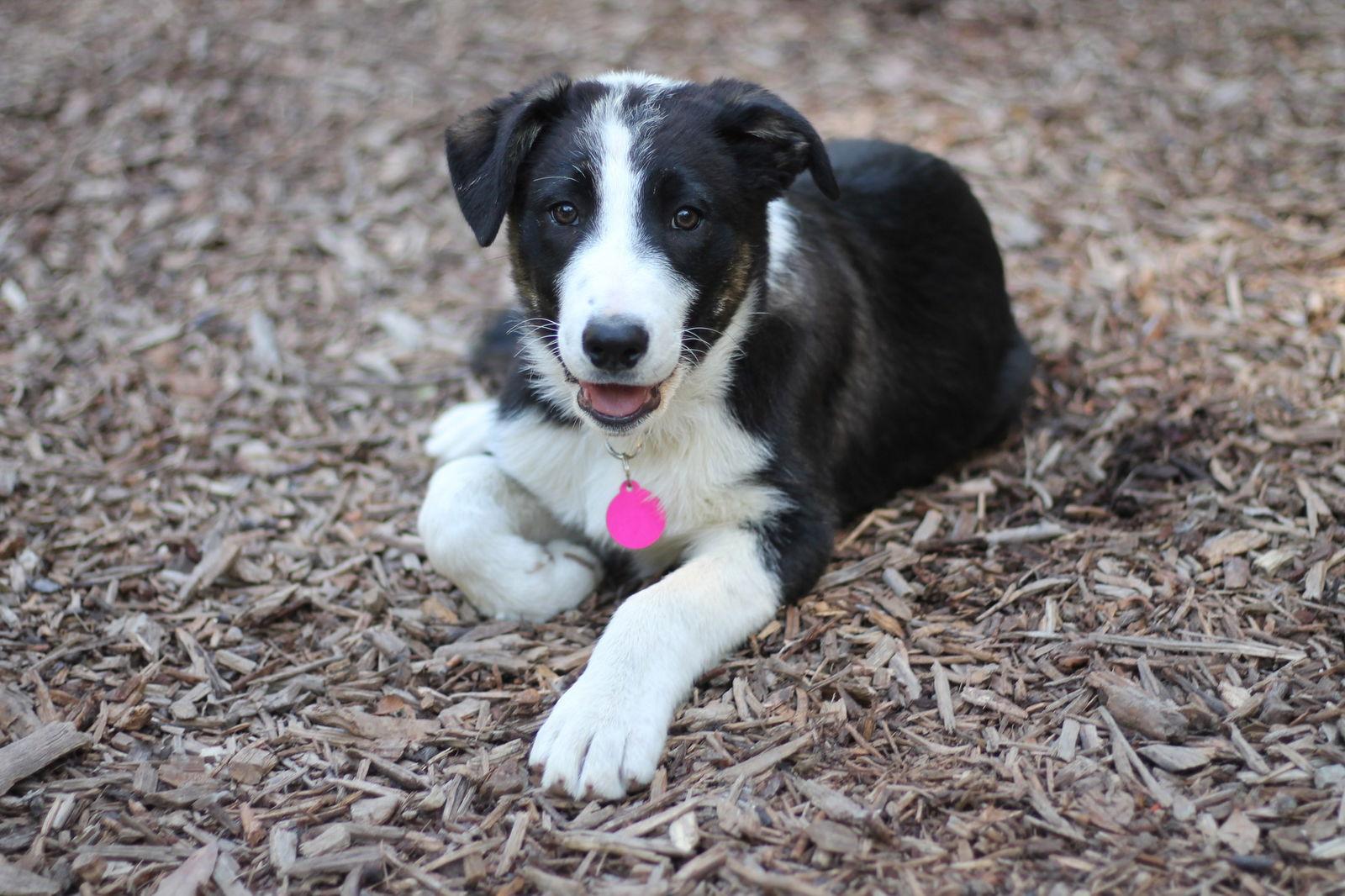 Jack, Adoptable, Puppy Male Border Collie.