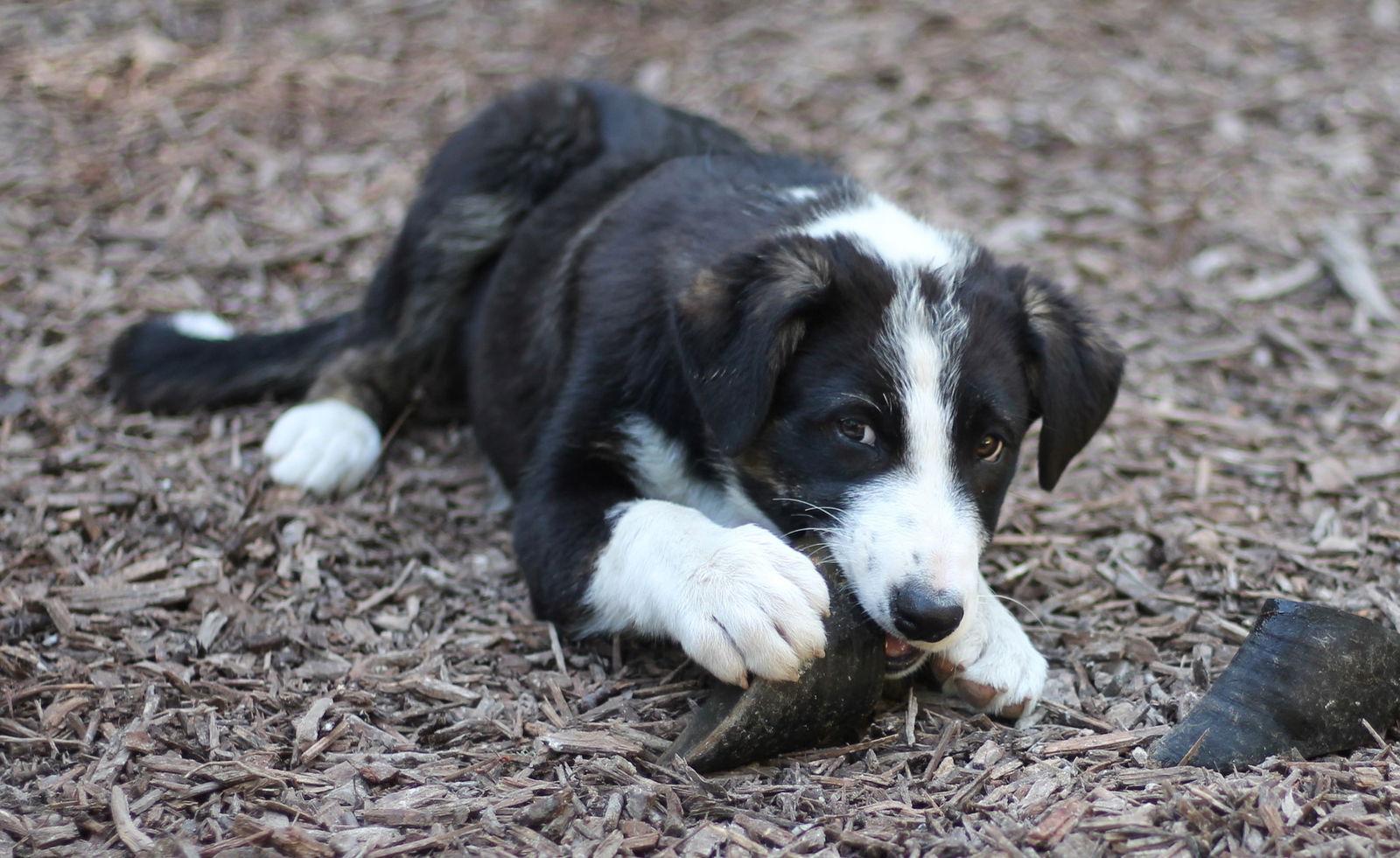Enlarge Jack, a Adoptable Border Collie in Paso Robles, CA image 2/3