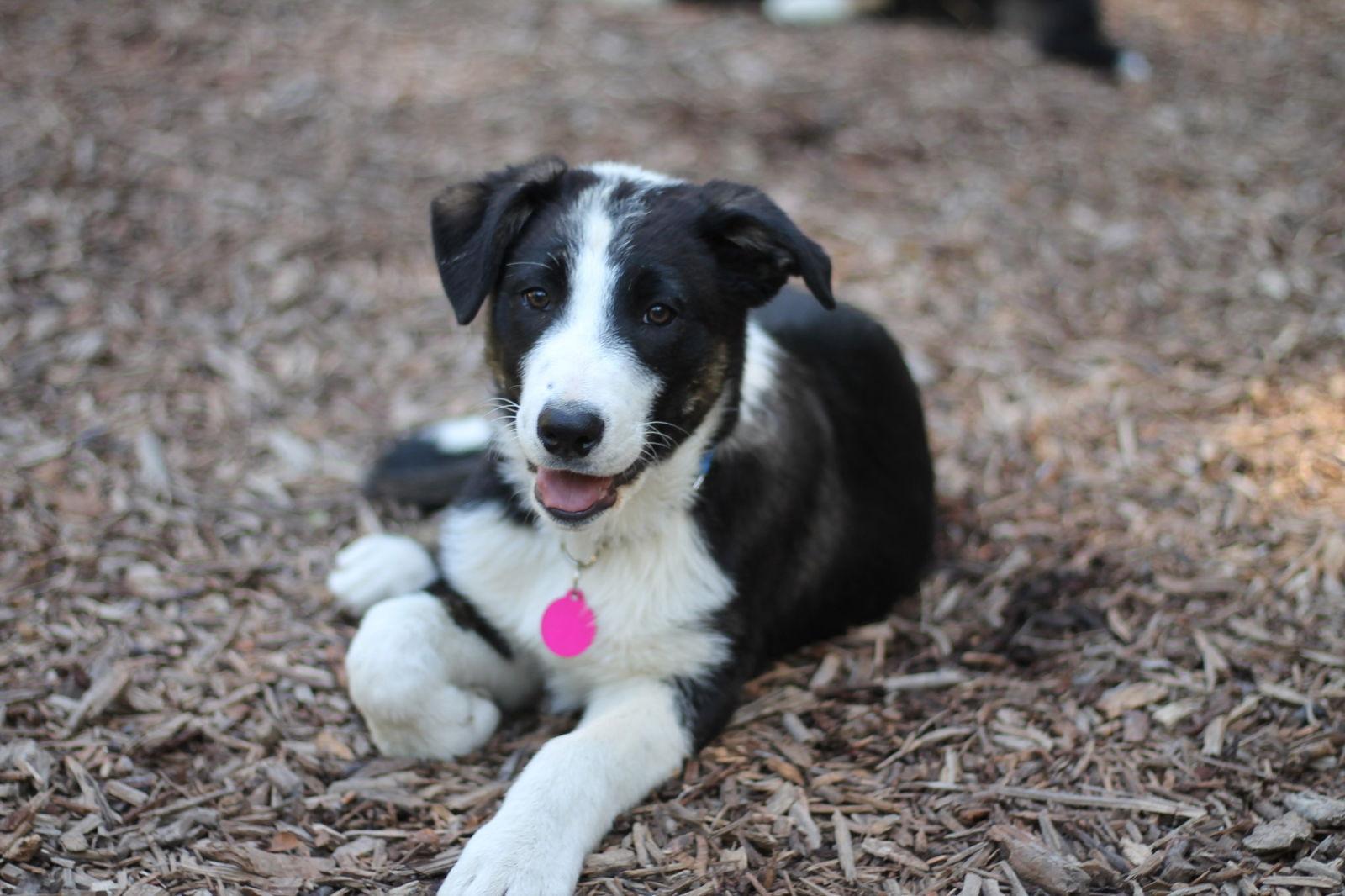 Enlarge Jack, a Adoptable Border Collie in Paso Robles, CA image 3/3