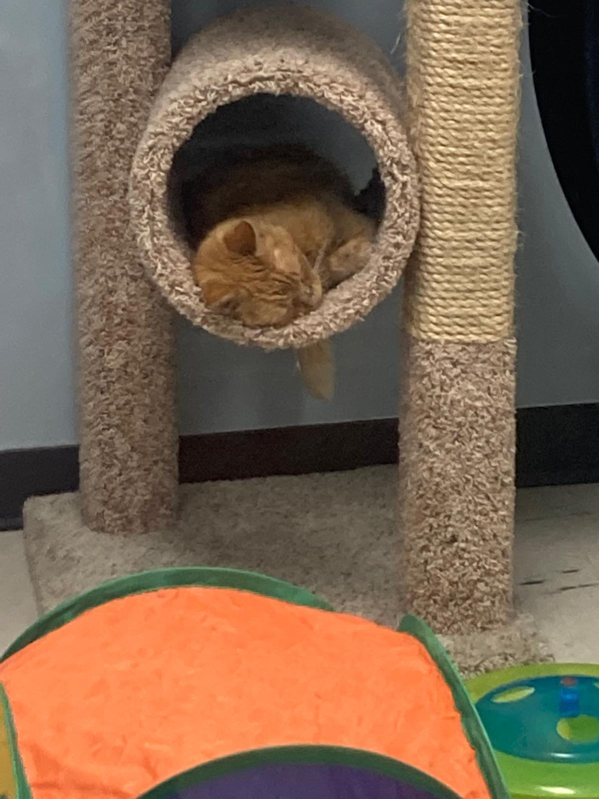 Enlarge Puss (In Foster), a Adoptable Domestic Short Hair in Renfrew, PA image 5/6