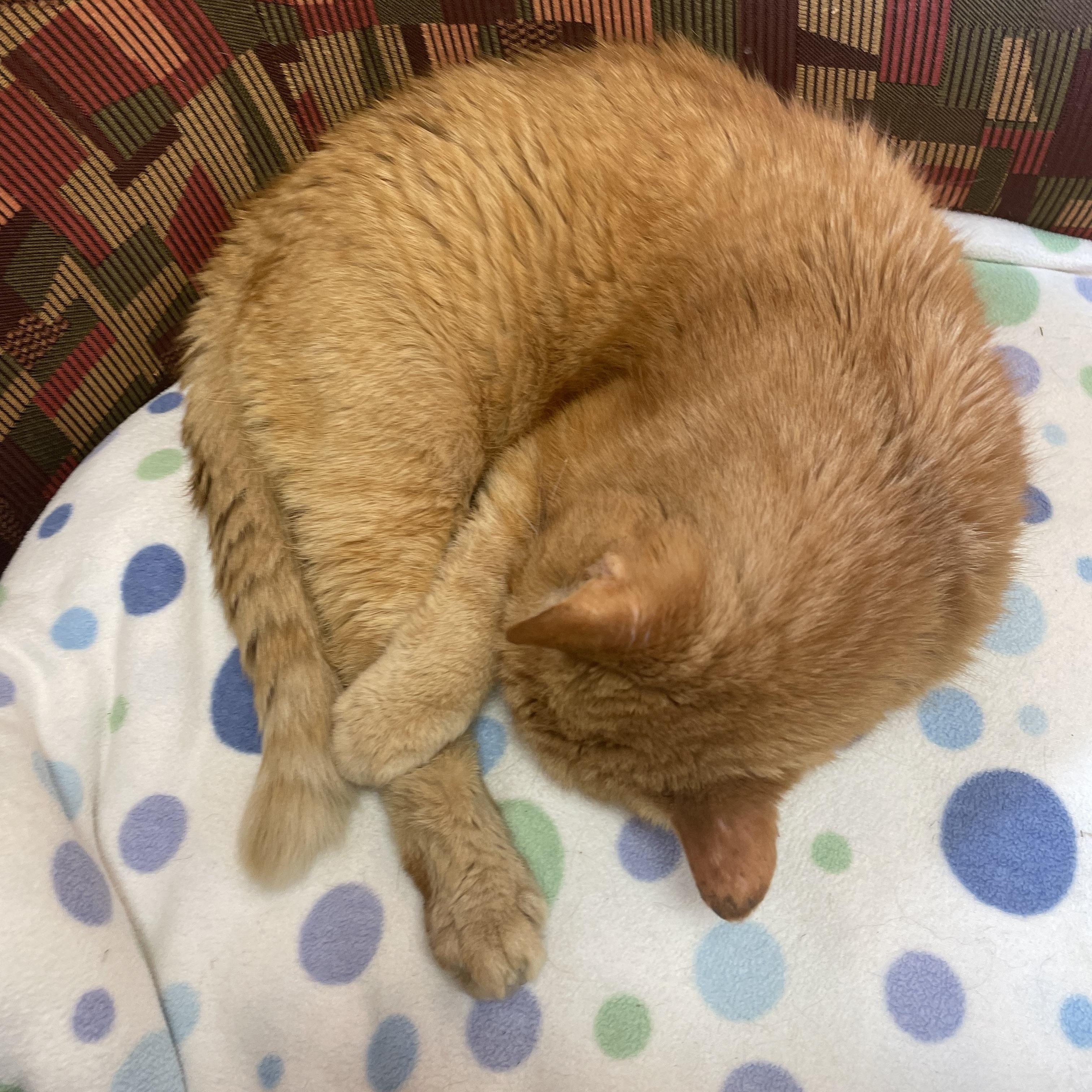 Enlarge Puss (In Foster), a Adoptable Domestic Short Hair in Renfrew, PA image 3/6