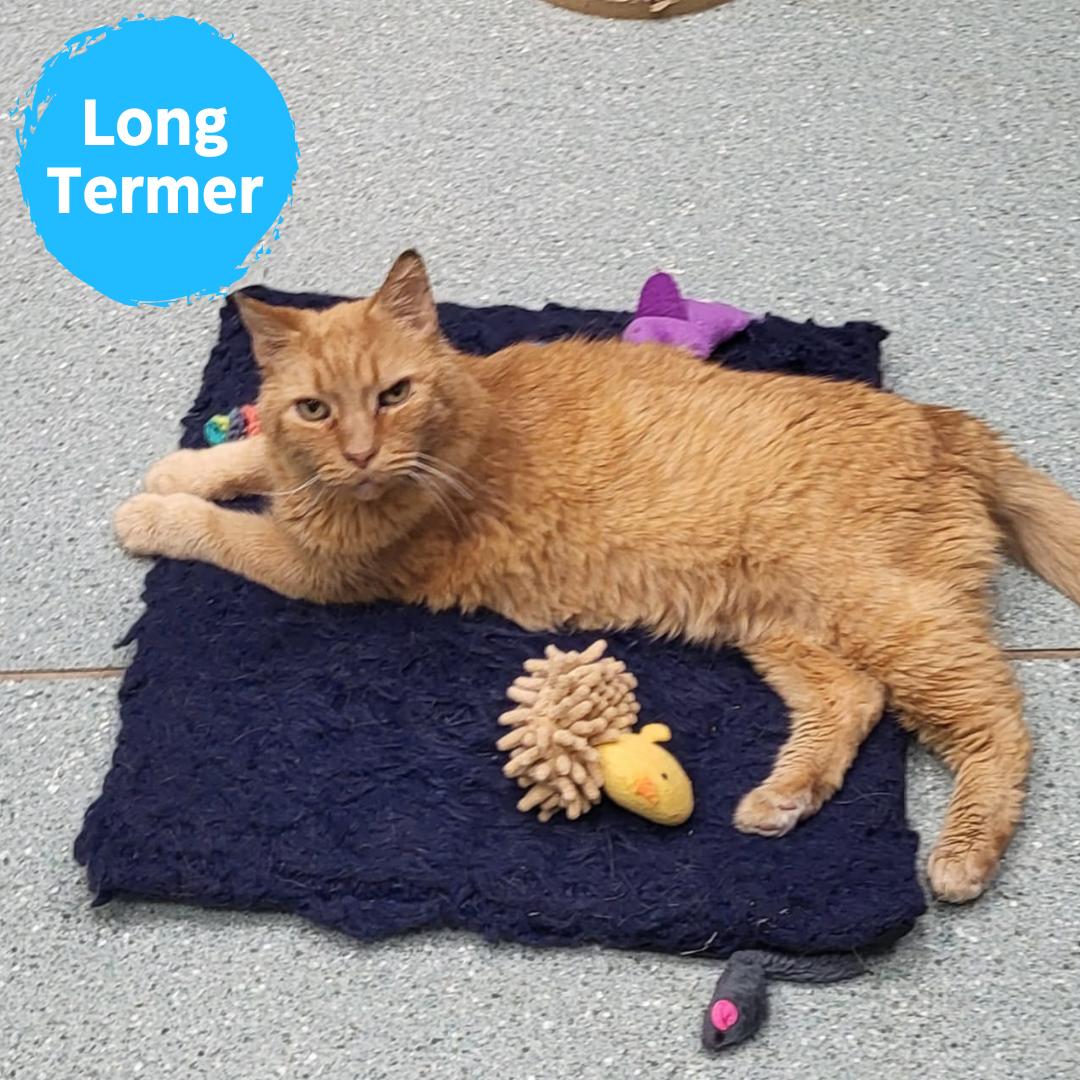 Puss (In Foster), Adoptable, Senior Male Domestic Short Hair.