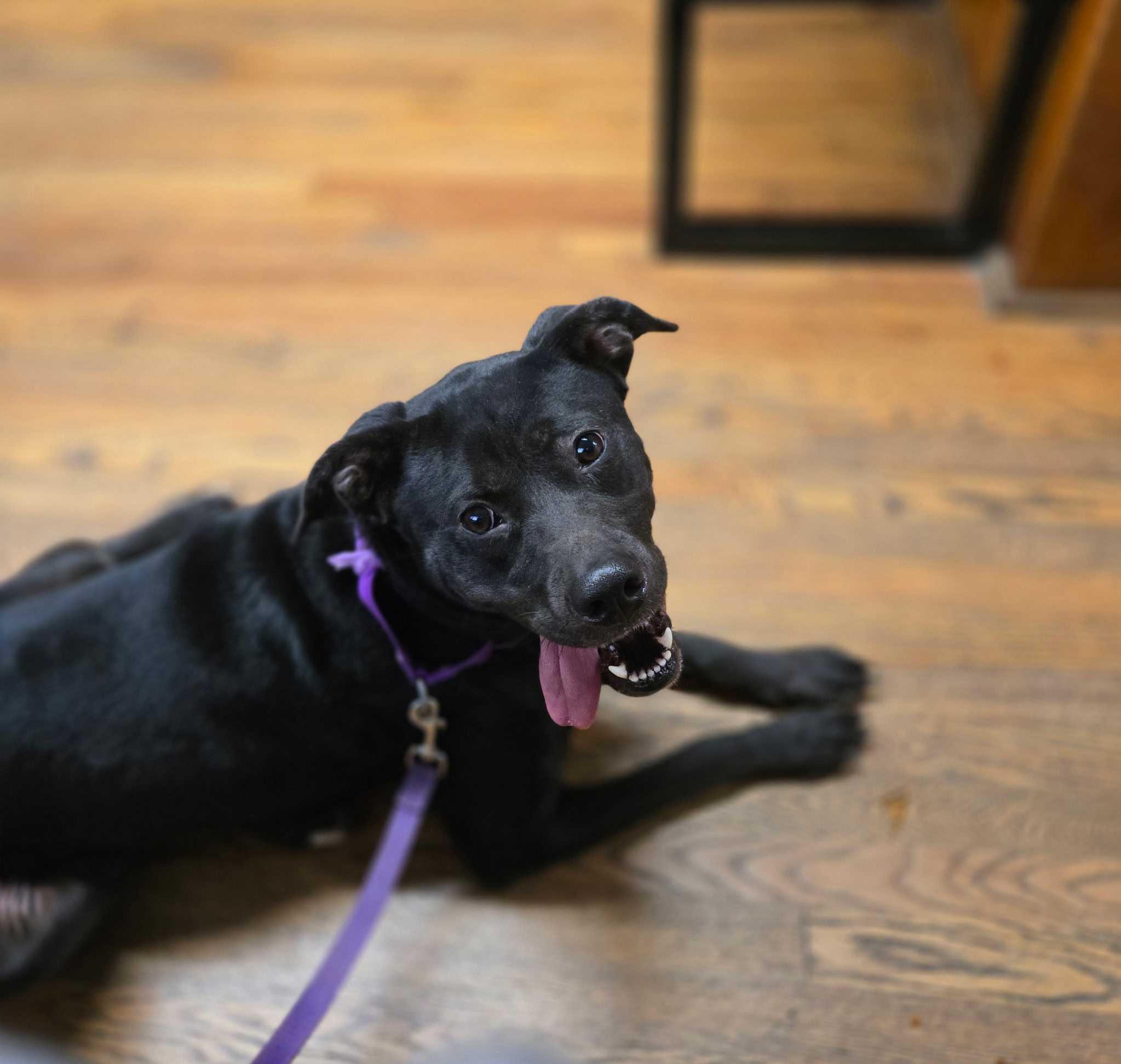 Enlarge Odessa, a Adoptable mixed breed in New Bedford, MA image 3/4