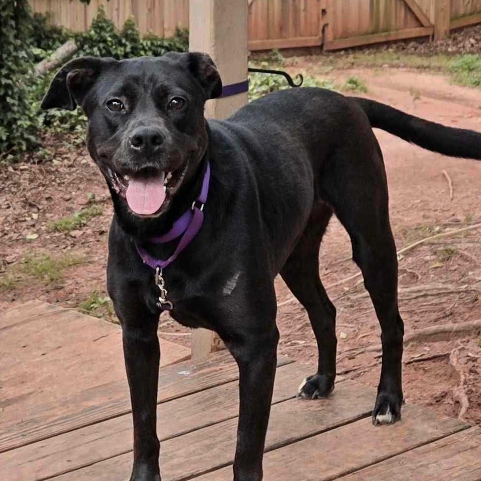 Odessa, Adoptable, Adult Female Mixed Breed.