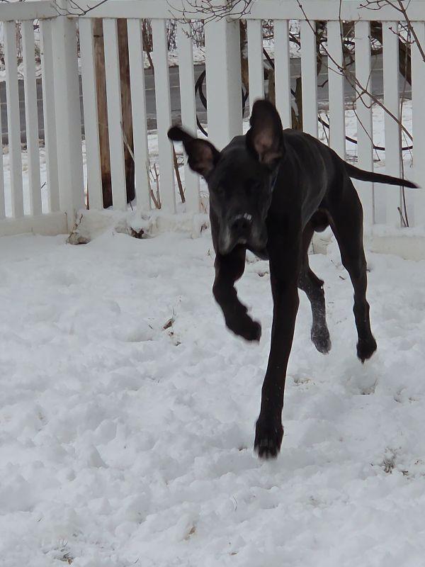 Enlarge Bane, a ADOPTABLE Great Dane in Albany, NY image 2/2