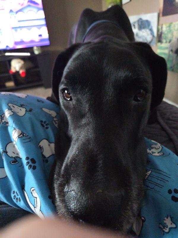 Bane, ADOPTABLE, Adult Male Great Dane.