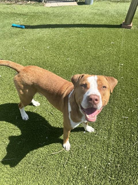 HANK, Adoptable, Young Male American Bulldog.