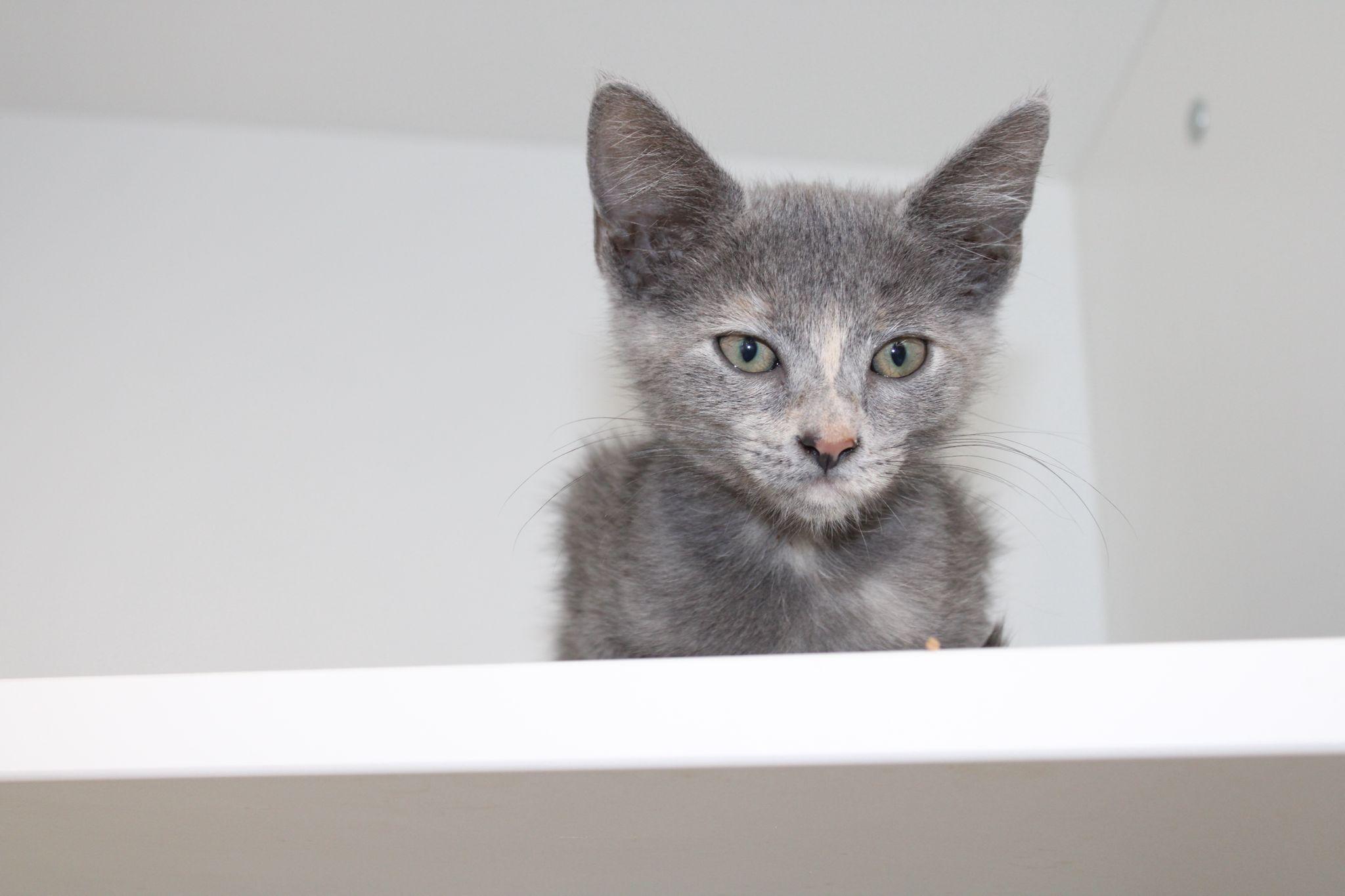 M'Lynn, an adoptable Dilute Tortoiseshell & Tabby Mix in Miami, FL_image-1