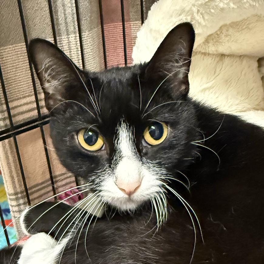 25-128 Dina, Adoptable, Young Female Domestic Short Hair.