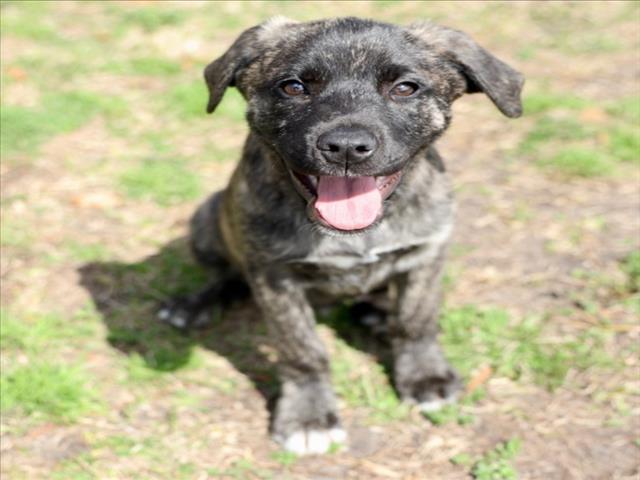 A515906, Adoptable, Puppy Male Cane Corso & Mixed Breed.