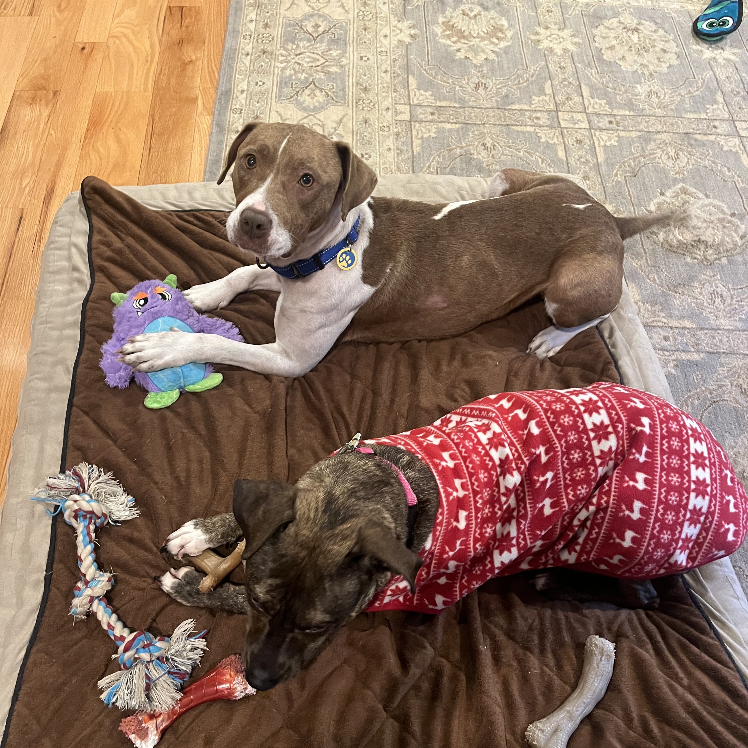 Dog for adoption Daisy, a Mixed Breed in Fort Belvoir, VA Petfinder