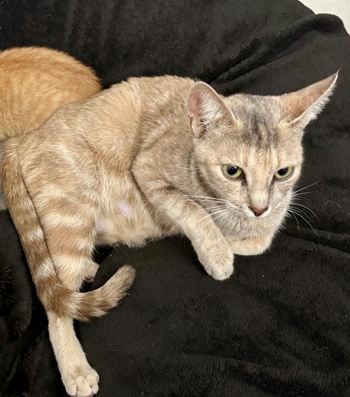 Bella (sweet loving young kitty)