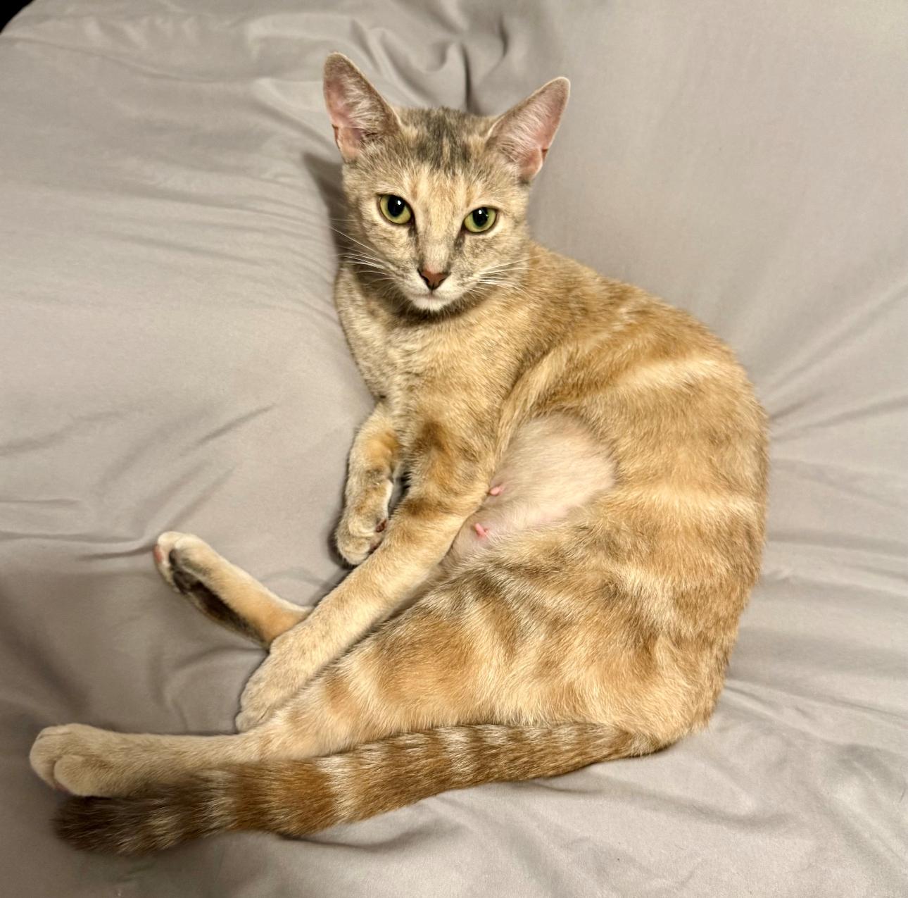 Bella (sweet loving young kitty), a Adoptable Domestic Short Hair in Palm Coast, FL image 1/5