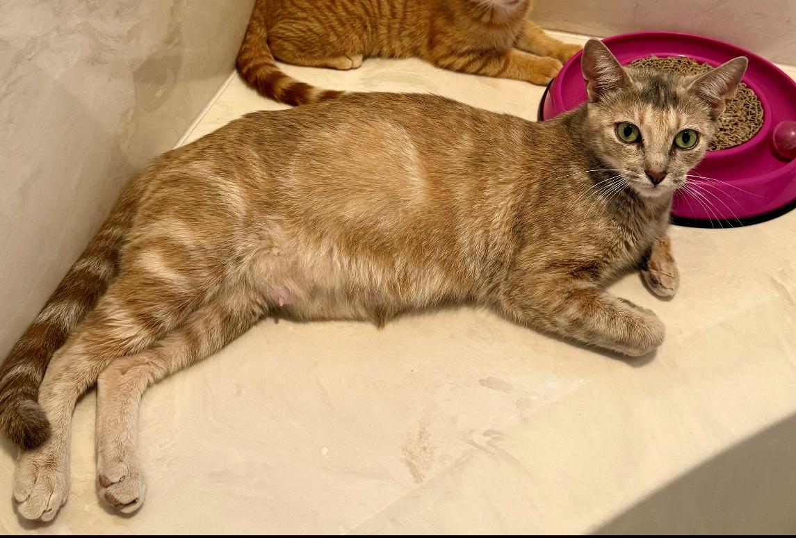 Bella (sweet loving young kitty), a Adoptable Domestic Short Hair in Palm Coast, FL image 4/5