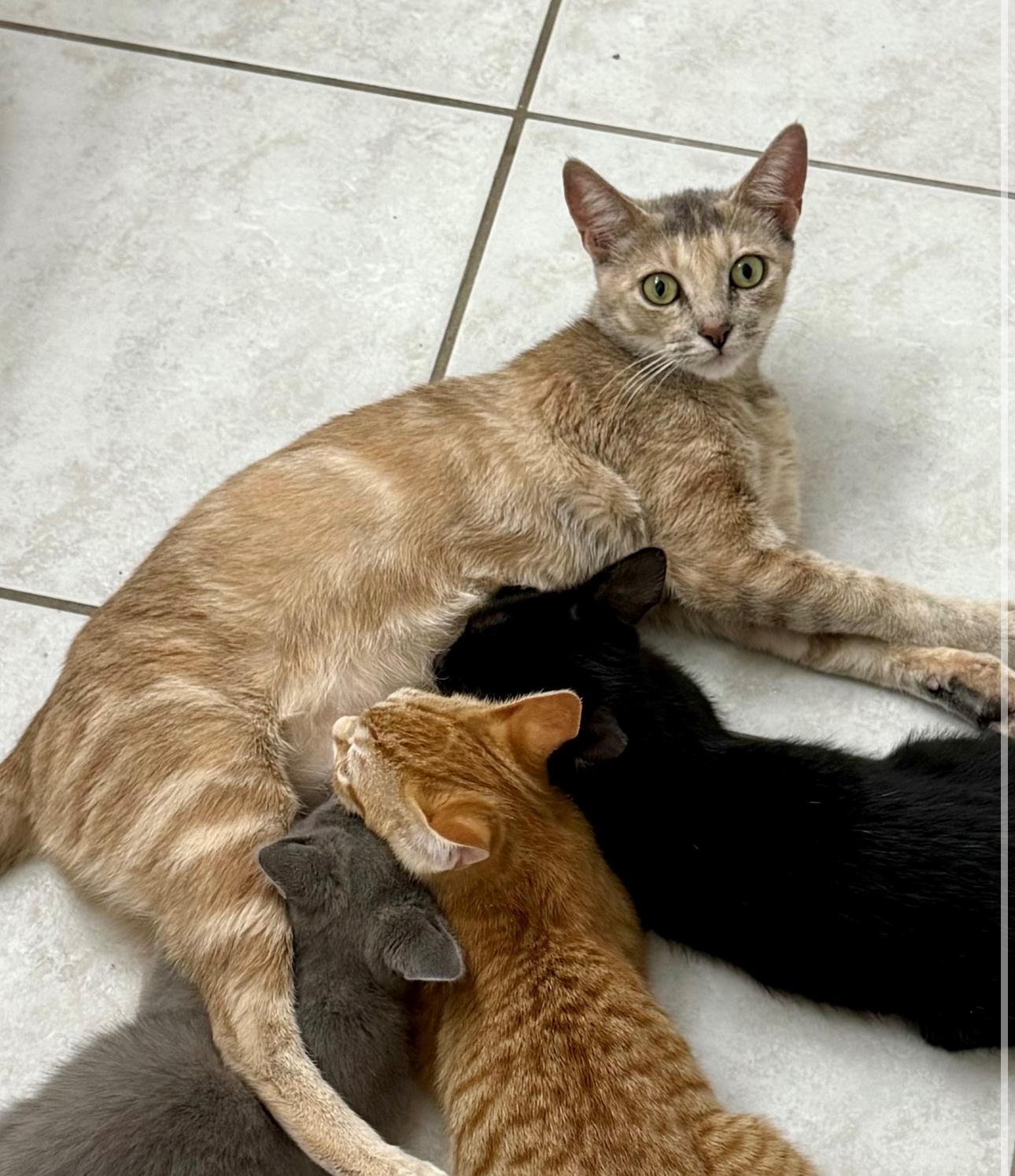 Bella (sweet loving young kitty)