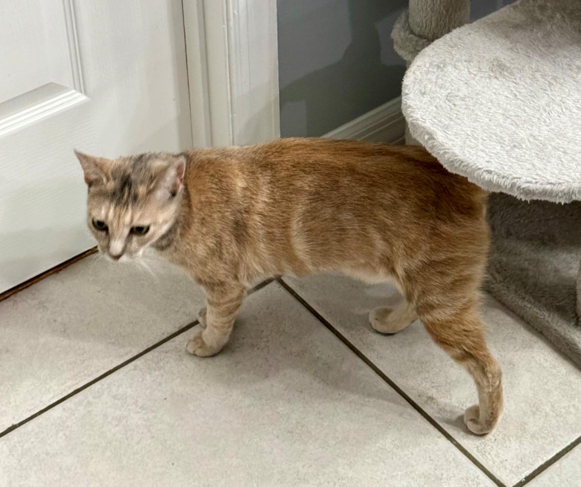 Bella (sweet loving young kitty)