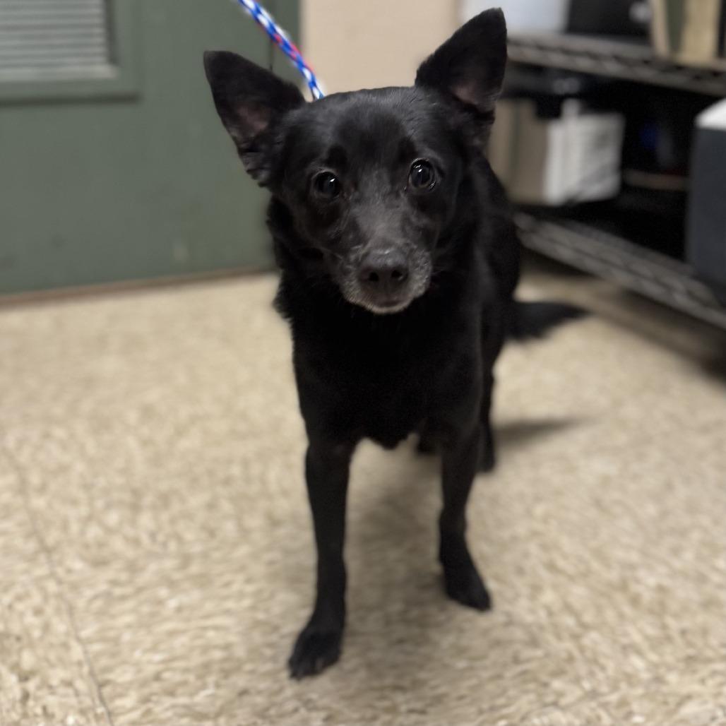 Sam Uley, Adoptable, Adult Male Chihuahua & Terrier.