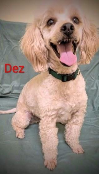 Enlarge Dez, an adopted mixed breed in Mauston, WI image 1/1