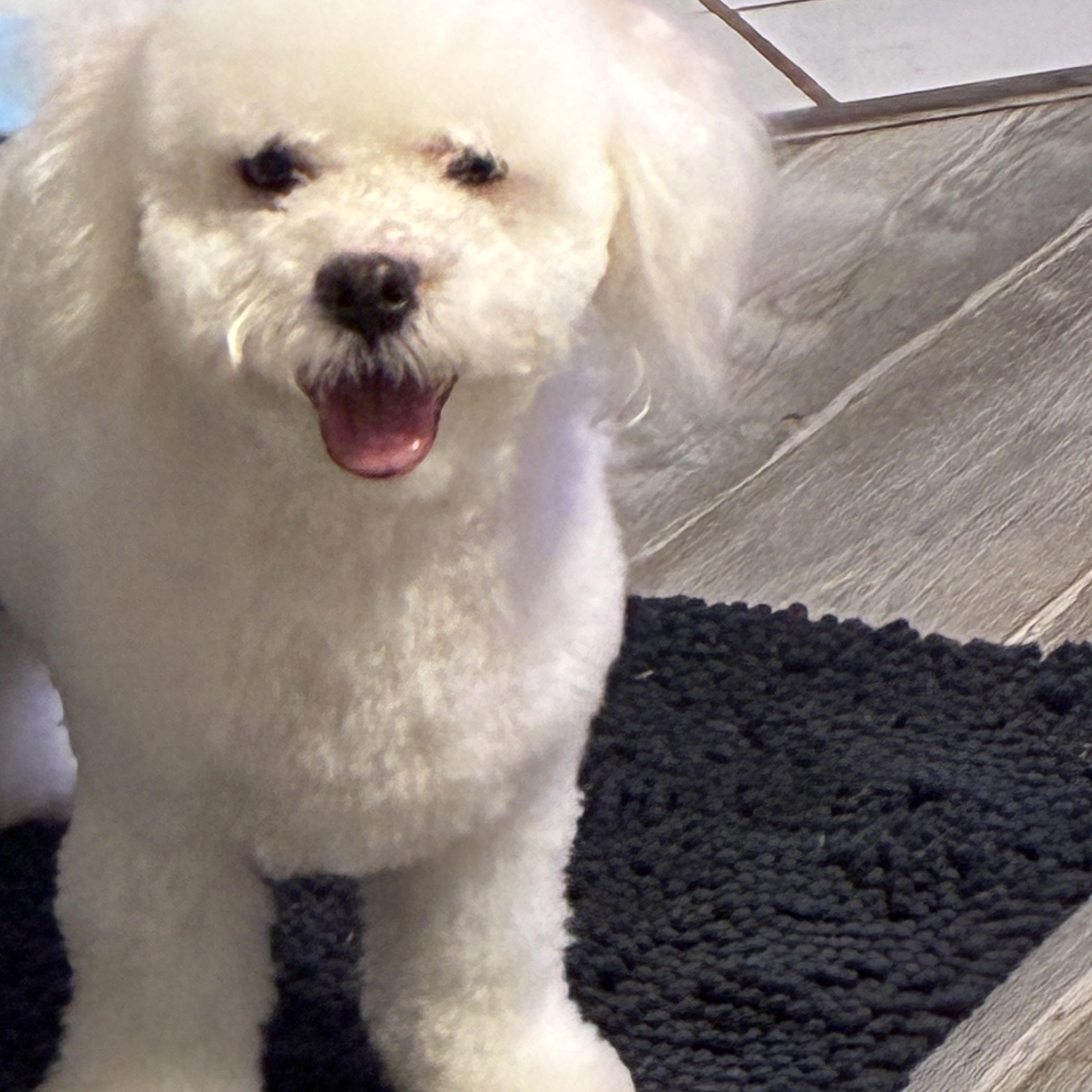 Enlarge Biscuit, a Adoptable mixed breed in Woodruff, SC image 3/5