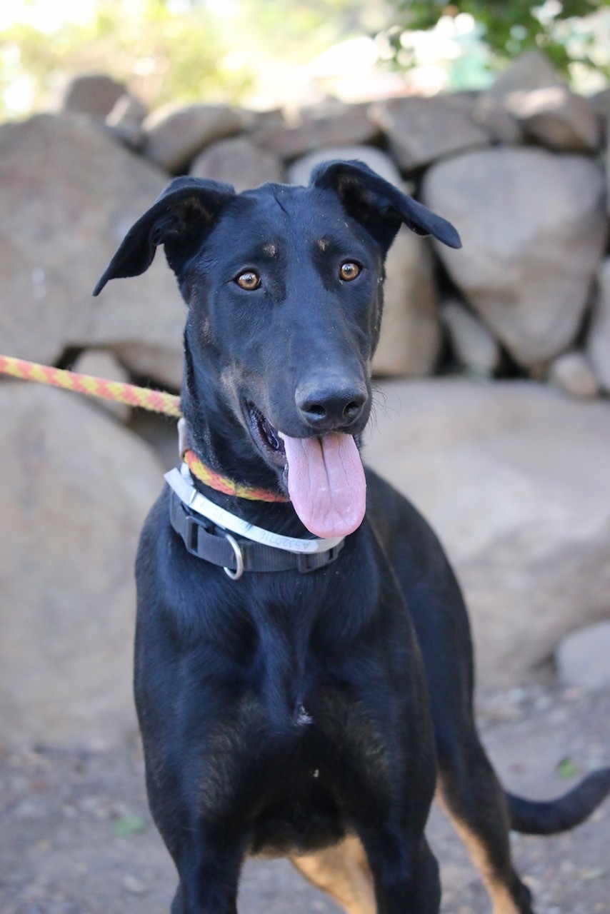Enlarge Radar, a Adoptable mixed breed in Fillmore, CA image 1/6