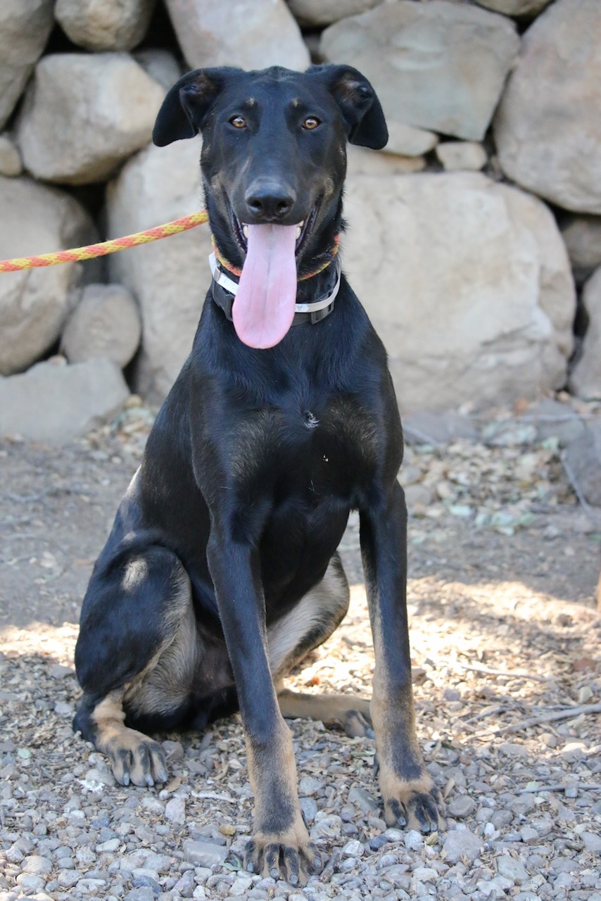 Enlarge Radar, a Adoptable mixed breed in Fillmore, CA image 2/6