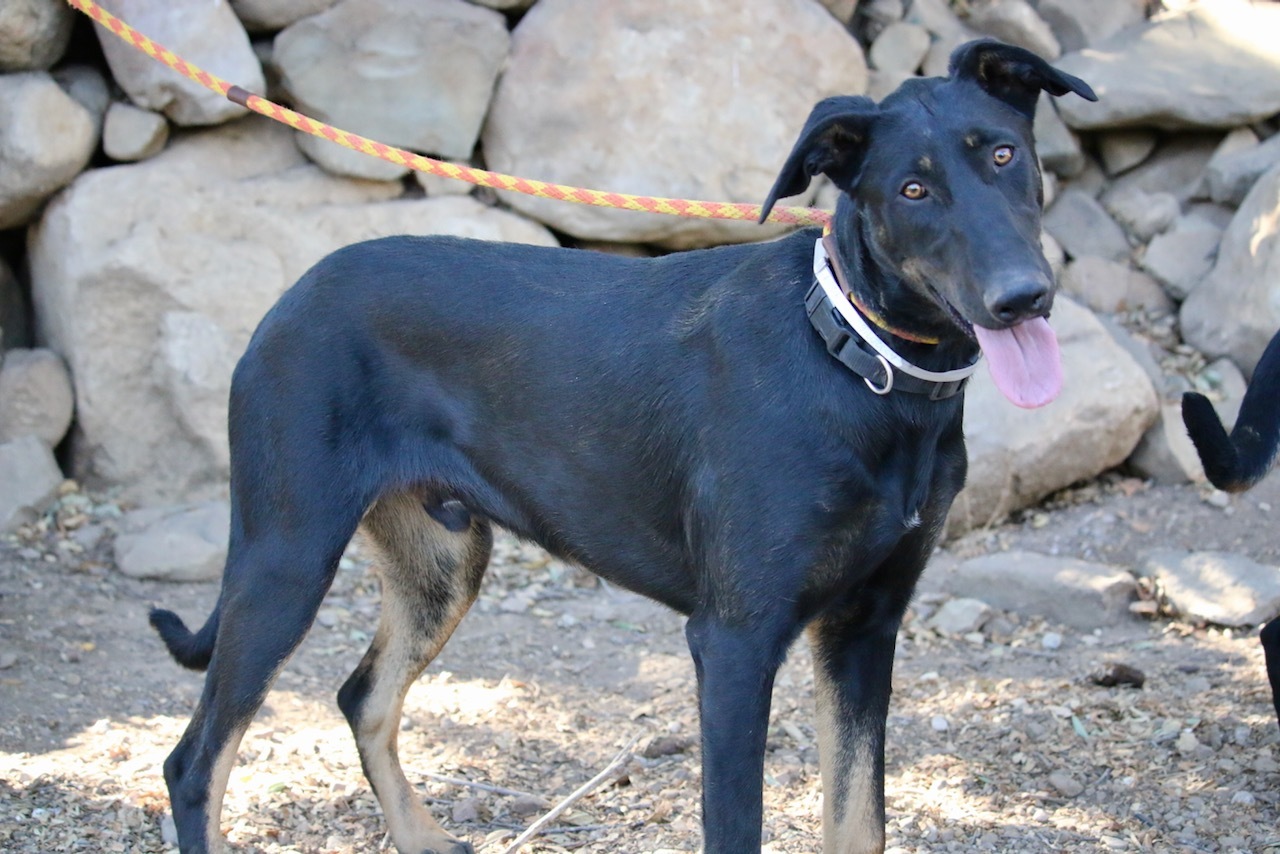 Enlarge Radar, a Adoptable mixed breed in Fillmore, CA image 3/6