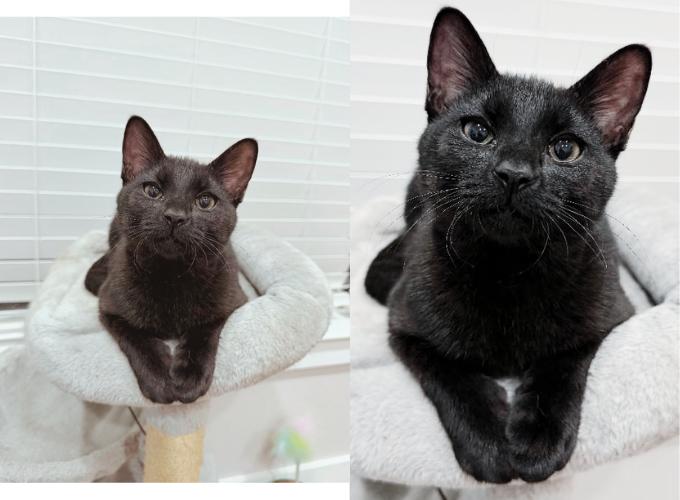 Enlarge Ash, a Adoptable Domestic Short Hair in Frisco, TX image 1/3
