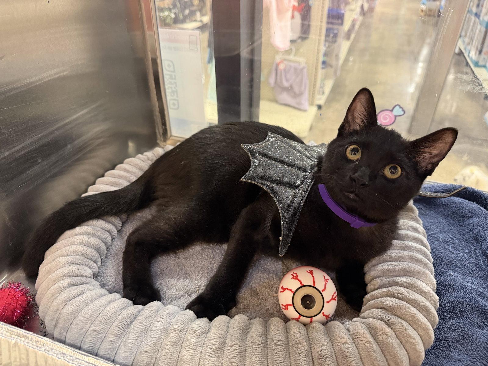 Enlarge Ash, a Adoptable Domestic Short Hair in Frisco, TX image 2/3