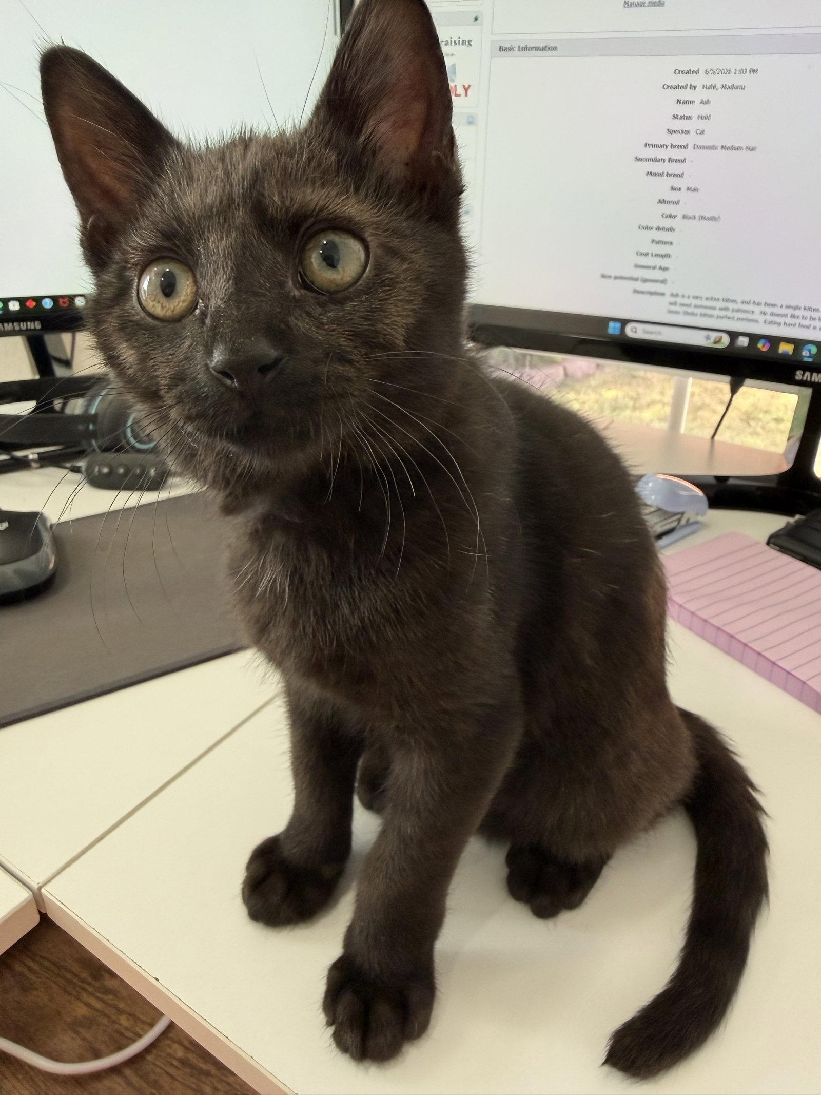 Enlarge Ash, a Adoptable Domestic Short Hair in Frisco, TX image 3/3