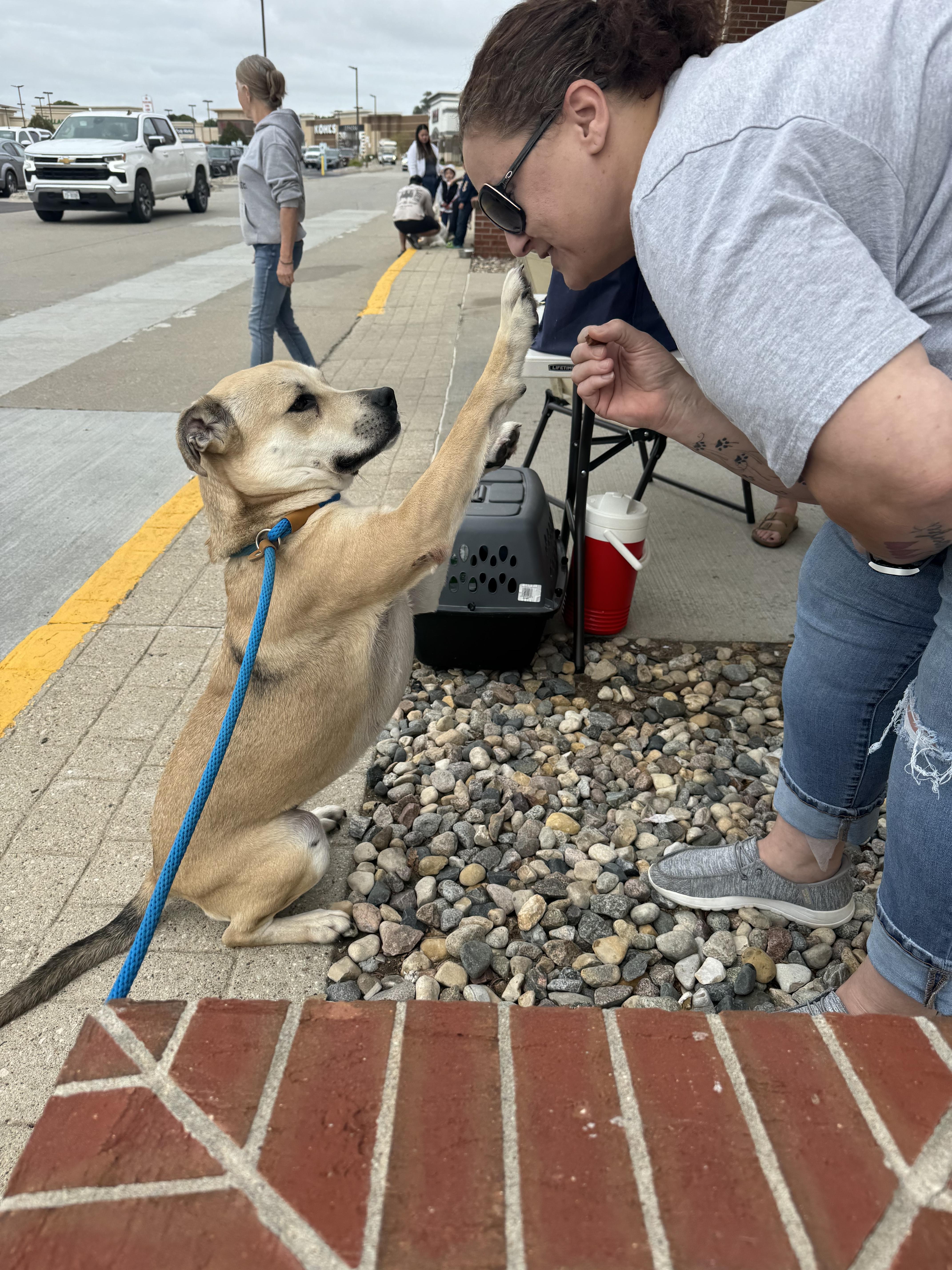 Tina, Adopted, Adult Female Yellow Labrador Retriever.