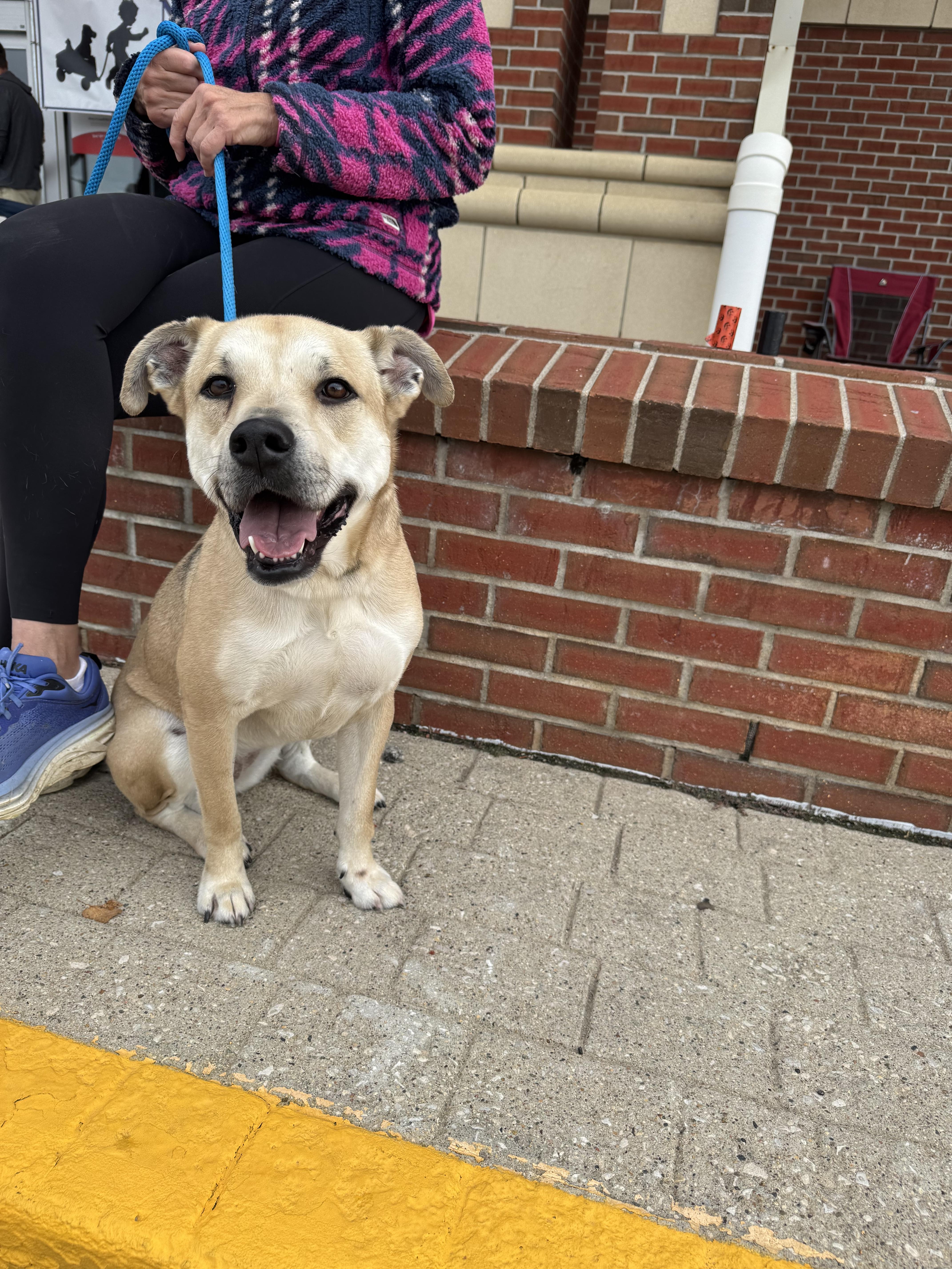 Enlarge Tina, a Adopted mixed breed in Sioux City, IA image 3/4