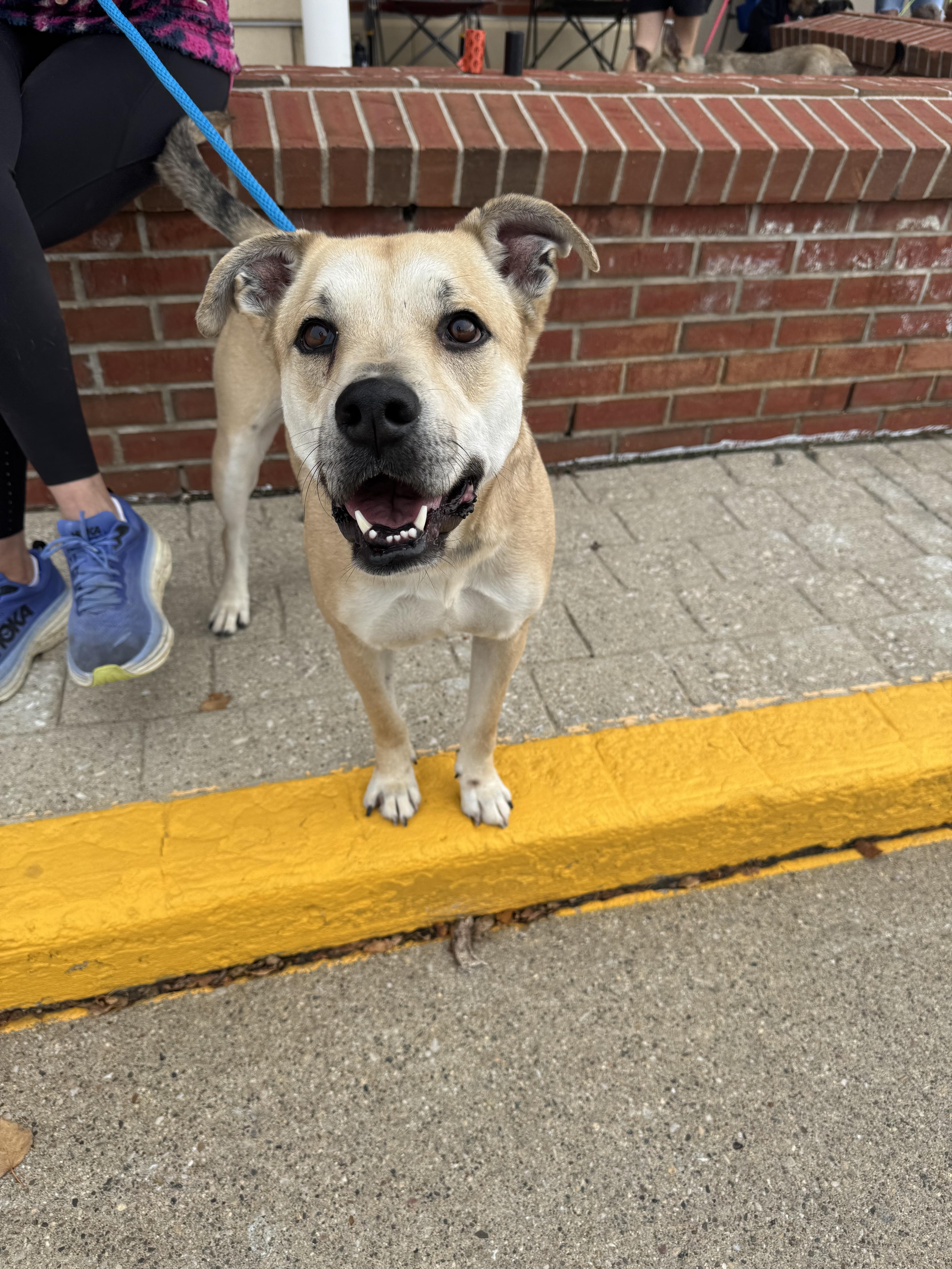 Enlarge Tina, a Adopted mixed breed in Sioux City, IA image 4/4