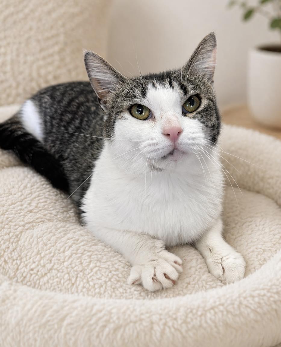 Haven , ADOPTABLE, Adult Female Domestic Short Hair.