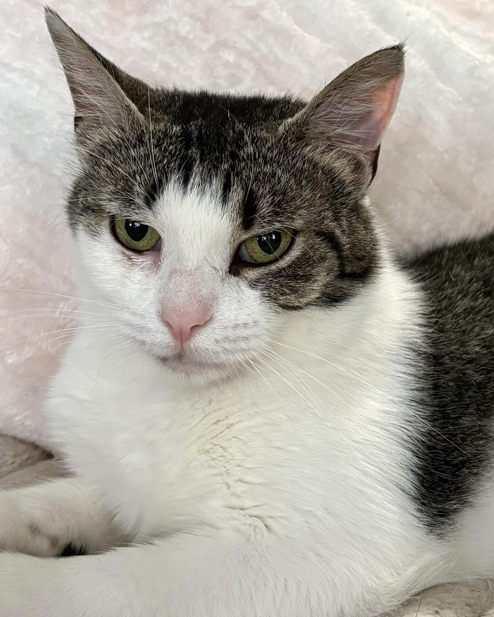 Enlarge Haven , a ADOPTABLE Domestic Short Hair in Webster, NY image 1/1