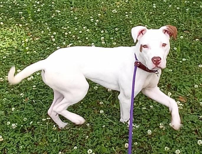 Enlarge Dot, a Adopted mixed breed in Ridgeland, SC image 1/5