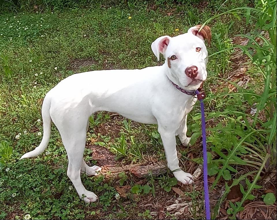 Enlarge Dot, a Adopted mixed breed in Ridgeland, SC image 2/5